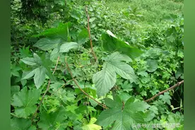 农村终极野草，具有超强生命力，被所有人唾弃，却是治蛇伤良药。图片