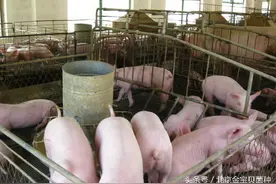 鸡粪喂猪好饲料图片