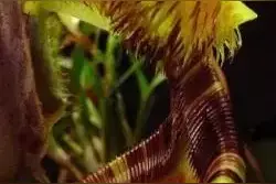 这种植物专门吃肉，竟然连老鼠都吞噬图片
