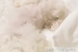 陈赫晒狗 活脱脱一个大写的萌图片