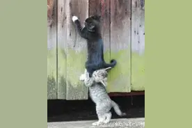 我行我素的猫职员，完全不把人们放在眼里！图片