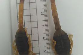 家有干蝎子初晒成图片