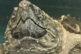 吃海鲜啦！8月的海鲜这么便宜，此时不吃，更待何时？图片