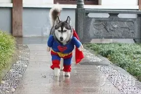 哈士奇为什么叫二哈？真的只是因为二吗图片