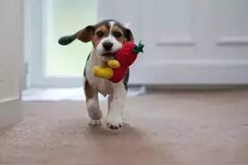 幼犬成长过程及训练方法，不同月龄犬的培训图片