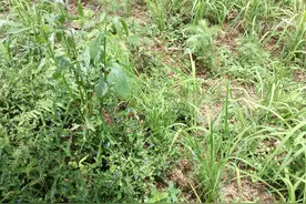 山稻杂草的发生种类及危害特点山稻杂草防治措施图片