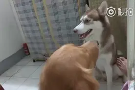 主人故意冷落自己的狗狗，狗狗一副痛心的样子：丫的，走错门了？图片