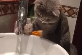 狗说人那天喂我他一定是上帝，猫说他每天喂我那我一定是上帝图片