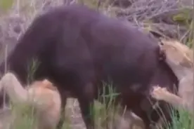 非洲野牛VS狮群，牛角血腥刺穿狮子身体图片