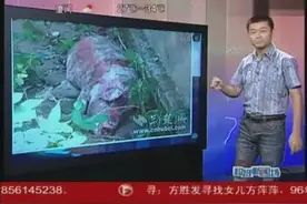 《社会透明度》第二个新闻我服猪了，第三个就愤怒了视频封面