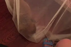 呆萌泰迪躲蚊帐，跟主人玩耍，一时得意忘形，差点把蚊帐都抓破了图片