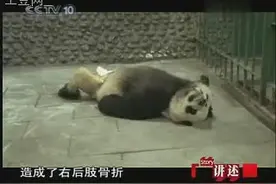 大熊猫严重骨折 中国专家赶往救治最终成功