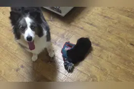 边牧霸占玩具，竟被小奶汪用意想不到的方式反击，就问你怕不怕图片