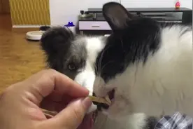 喵星人看狗狗也想来尝尝，这傻狗一副痴汉表情，我还是先让他吧图片