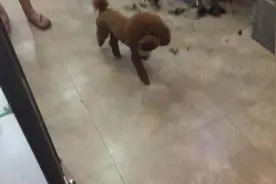 可爱泰迪到门口迎接主人，笑容满面，铲屎的有没有给我带好吃的啊图片