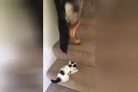 猫咪宝宝跟德牧一起上楼梯，小猫咪太慢了，德牧急了直接叼着上楼图片