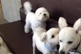 ​两只狗狗沙发上玩恼了打了起来，同伴冲了过来，这是要打群架么图片