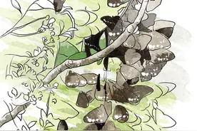 穗白云山曾有150多种蝴蝶，如今已大幅减少图片