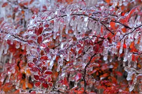 科普：到底什么是冻雨？为什么它可怕？图片