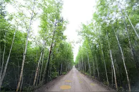 8月，陪你一起去呼伦贝尔大草原旅游图片