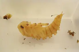 刺猬吃什么虫子呢？图片
