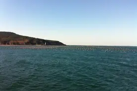 去海钓----海钓黑黄鱼的技法图片