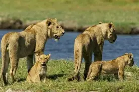 为保护幼崽，母狮跟鳄鱼拼搏险些丧命，伟大的母爱不过如此！图片