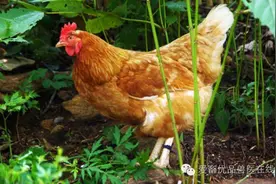 鸡痘的类型及防治要点图片