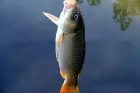 黑坑鱼饵这么配，一不小心就丰收!图片
