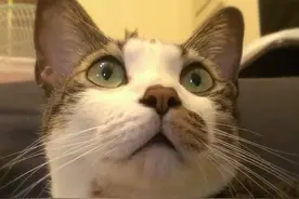 猫咪都是色盲？图片