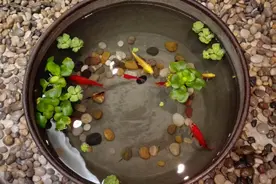 独家：家长最瞩目——全北京141所主流中学成绩总排名及究解图片