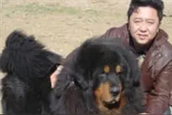 低调于谦心头肉居然是“百万”藏獒图片