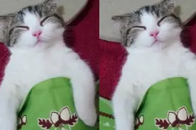 超萌小喵平躺睡觉还要盖被子，简直像小盆友一样可爱~~图片