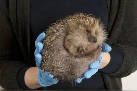 刺猬吃成小胖球被路人发现，带到野生动物医院进行强制减肥图片