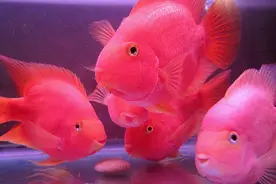 你家里就有的-招财风水图片