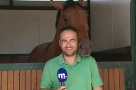 实拍：马儿镜头面前不断亲昵地磨蹭记者先生图片