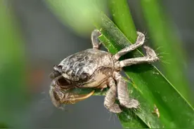 民间故事：牛、屎壳郎、蟛蜞和灶王爷图片