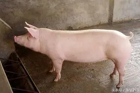 这就是母猪的关键养殖阶段！图片