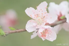 蝶恋花（诗歌）图片