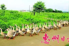 惠州市惠城区万年村70岁村民微信卖大鹅图片