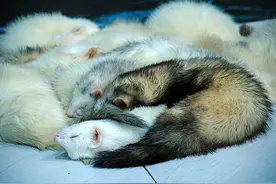 可爱的雪貂居然难养至极，你负担得起吗？图片