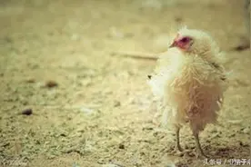 鸡呼吸道疾病困扰着养殖户，这些用药治疗方案值得养鸡户收藏图片