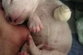 重拾笑容！被亲生母亲吃掉左腿的小幼犬有了爱它的新家人!图片