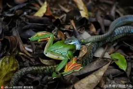 高清：墨绿色小蛇试图吞食大青蛙，场景震撼，最终失败图片