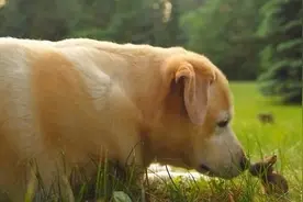 当狗狗遇上小兔子图片