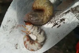 这个肉肉的虫子,用来钓鱼效果很好图片