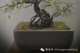 盆景根、干、枝修剪十六忌图片