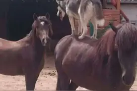 带二哈去马棚参观，没想到少看二哈一阵子，二哈就已经学会骑马了图片