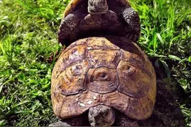 新手还在愁怎么找龟源？初次养龟龟种的选择以及孵化途径图片