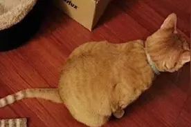 一口吃成了黄胖子，这些黄毛猫星人接地气的行为图片